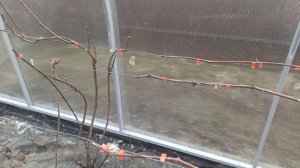 Подъём винограда на шпалеру - первая подвязка винограда после зимы