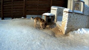 Собака лает на цепь