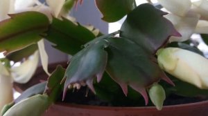 ЗИГОКАКТУС ШЛЮМБЕРГЕРА (Декабрист). Удобрение для пышного цветения.