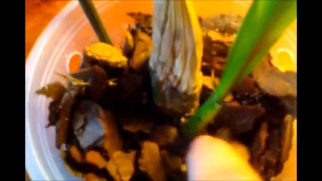 Гниют корни у орхидеи,что же делать? Часть 1(я) смотреть онлайн