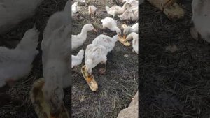 Выращивание белых уток на заднем дворе частного дома. #Белые утки.