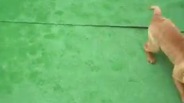 Sharpei retozando 3 смотреть онлайн