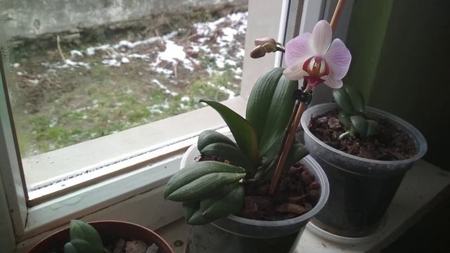 Moje storczyki oraz życzenia na Nowy Rok.