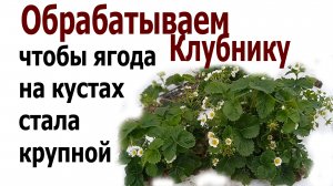 Чтобы ягода клубники была крупной и куст не болел.