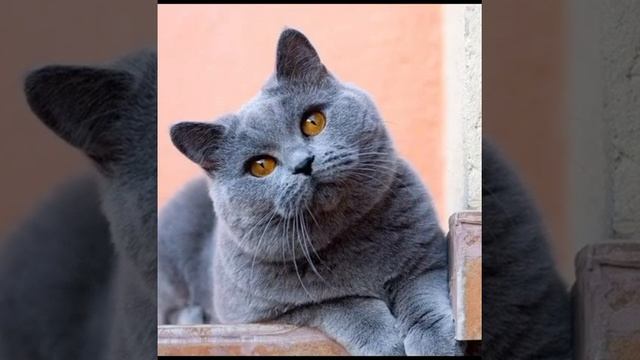 самые умные породы котов #animals #short #cat #животные #кот #забавныеживотные #catsoftiktok