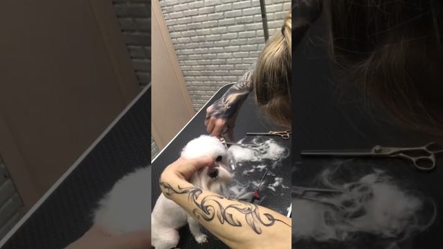 Мальтийская болонка и стрижка анти клещ смотреть онлайн