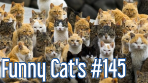 Смешные коты #145