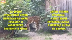 Как живет «президентский тигр» Устин в Ростовском зоопарке