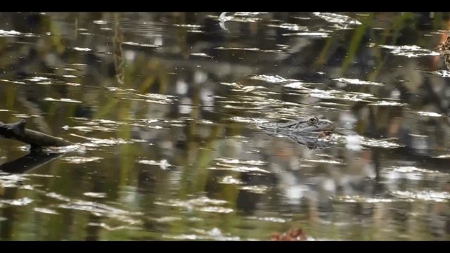 Духи леса смотреть онлайн