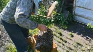 Как ухаживать за пчелами для получения меда