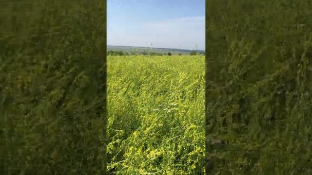 Пчелы на доннике. Пчеломатки 2021: бакфаст, карника. т.89603022455 смотреть онлайн