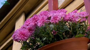 Декор на дачном участке: несколько простых для воплощения идей - 7 дач