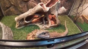 КОРОЛЕВСКИЙ ПИТОН содержание. Экзоменю магазин экзотики