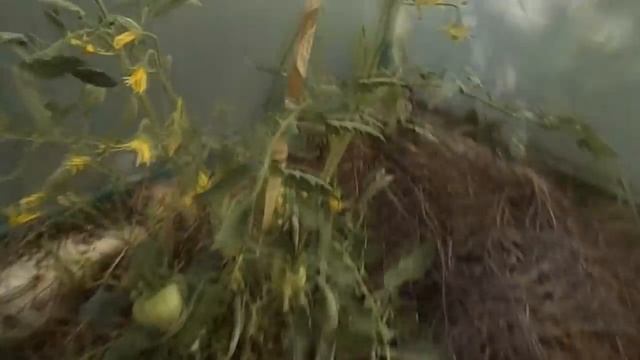 томаты в 6- ти метровой теплице на дернине смотреть онлайн