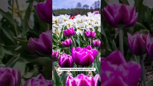 🌷Волинська Голландія🌷- мандрівка травня!