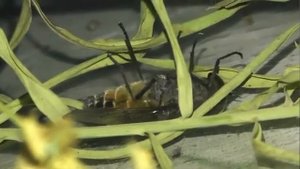 ИНСЕКТАРИЙ: 171. Слепень Полуденный (Hybomitra bimaculata)