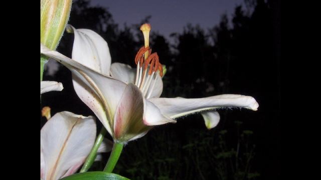 Лилии .Елена Терехова.Мое слайд-шоу. Lilies