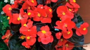 Бегония вечноцветущая Скарлет ? бегония Скарлет обзор: как сажать семена бегонии Скарлет