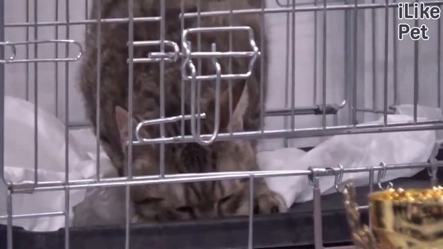 3 особенности характера пиксибоба смотреть онлайн