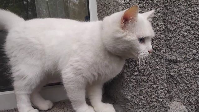 Кіт Сонік ? 27 июня 2022 г. смотреть онлайн