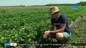 Урожайные и сладкие сорта садовой земляники в рубрике «Руки садовода»