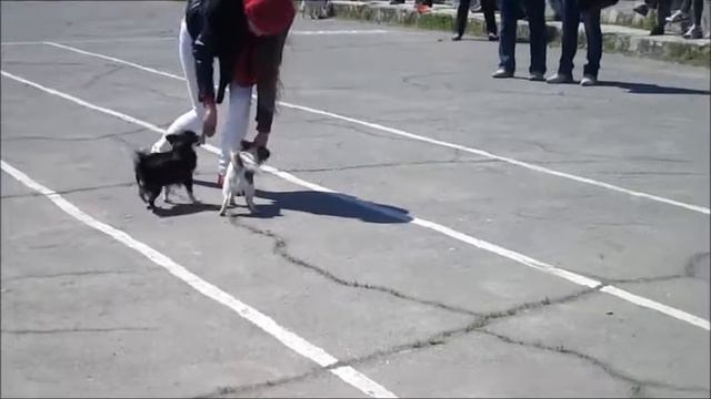 Видео с выставки собак смотреть онлайн
