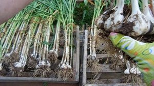 Семейный чеснок. Мифы и реальность