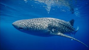 Рассуждение о втором внимании с предпосылками.