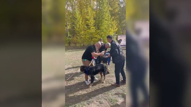 Банхар Онцгой- лучшая сука выставки в Тольятти 2023. Питомник Монголика Адамас