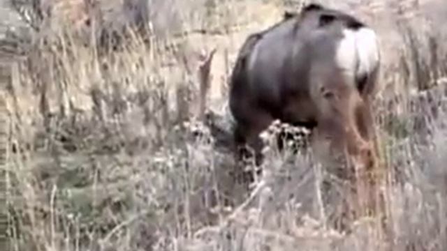 Utah Mule Deer Trophy Buck смотреть онлайн