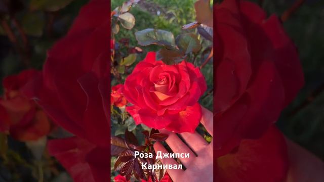 Роза Джипси Карнивал/ rose GIPSY CARNIVAL