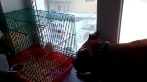 Издевательство над собакой!