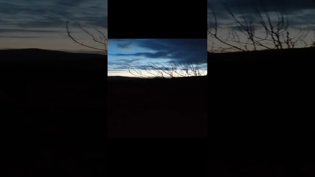Кто любит весенний расвет с пением  птицы поют красиво