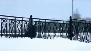 Максим Куст-Озябшее письмо