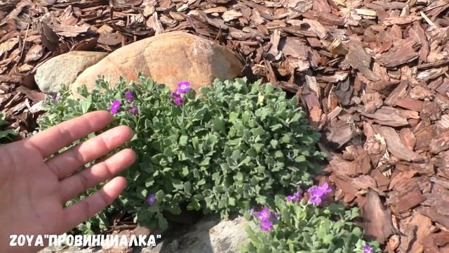 Обзор/ Цветник "Каменный цветок"/ Спустя 3 месяца/#деревня #цветник #лето #красивыецветы #flowers