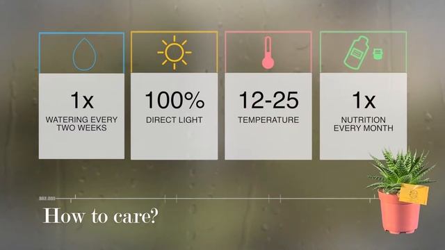 Gasteria hybride - Aurora смотреть онлайн
