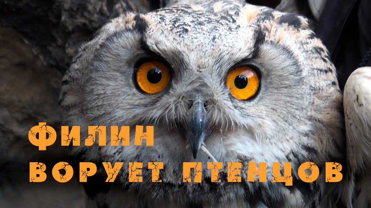 Филин ворует птенцов сокола-балобана [Горный Алтай]. Сайлюгемский национальный парк. Птицы Сибири. смотреть онлайн