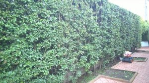 Зеленый забор из Боярышника