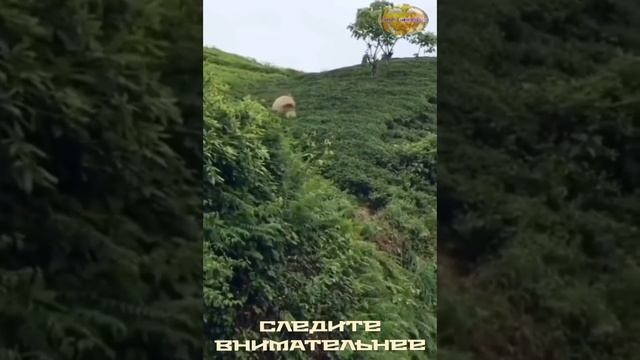 Внимание!
