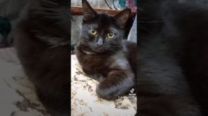 песня про бездомных кошек.