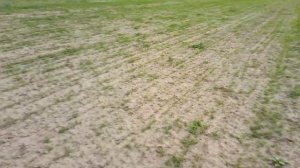 Обзор всходов люцерны и суданки.