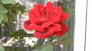 Papa Meilland rose flowering in a container.
