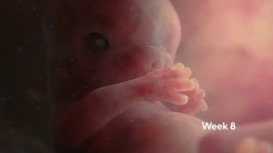 Зарождение жизни человека