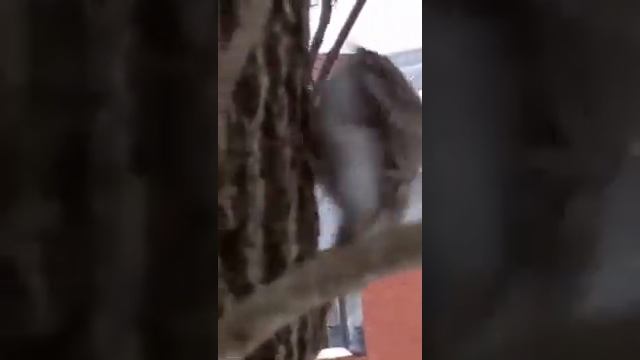 Необыкновенная пищуха смотреть онлайн