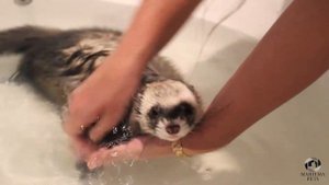 Как купать хорька | Хорек Рикки плавает  | How to bathe your ferret | Rikki the Ferret is swimming