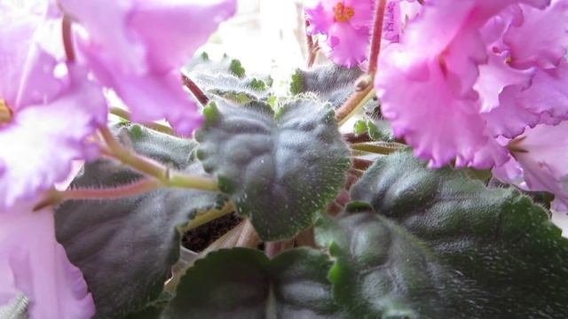 Моя фиалка. Самый удобный способ полива. смотреть онлайн