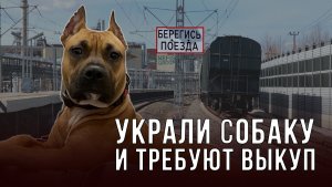 Пермские волонтеры похитили породистую собаку из Казани, а взамен требуют выкуп