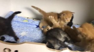 Много маленьких котят Мейн-кун