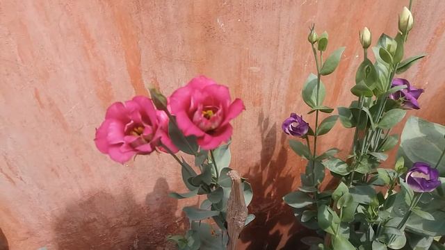 Aloka/Eustoma cut flowers смотреть онлайн