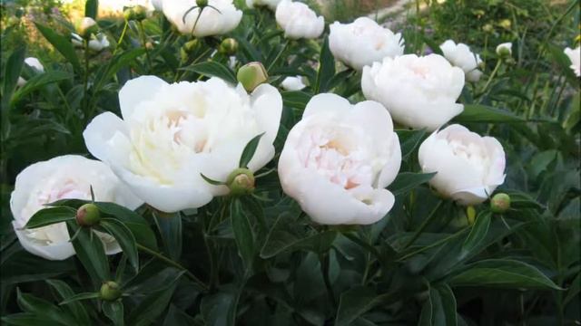 Мои цветы смотреть онлайн